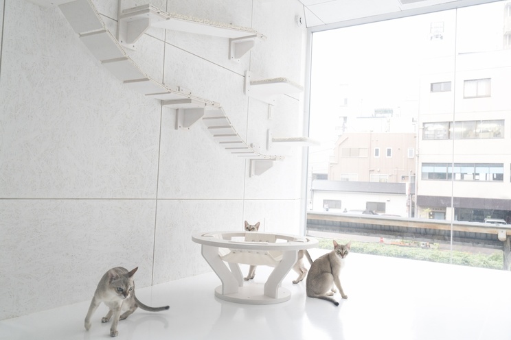 ねこ専科